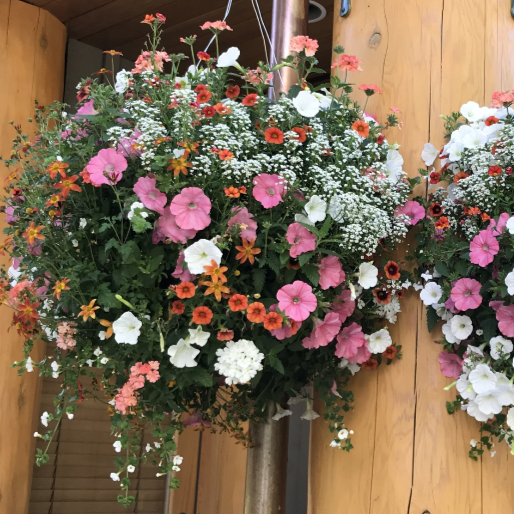 Sun Moss Baskets