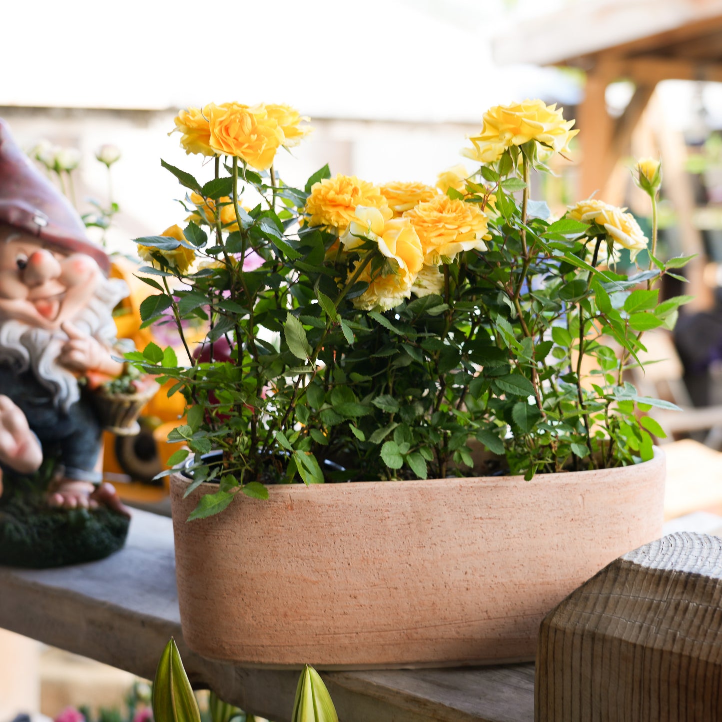 Outdoor Pots
