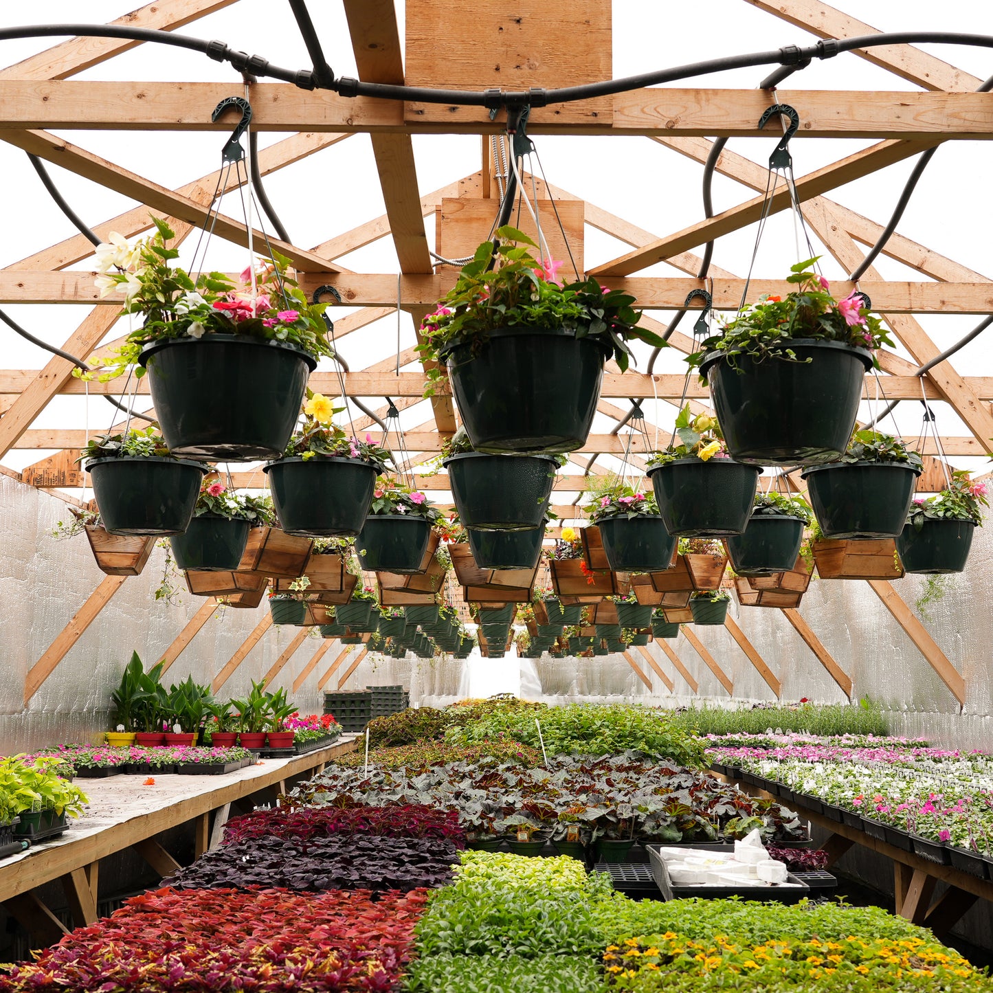 Cedar Baskets