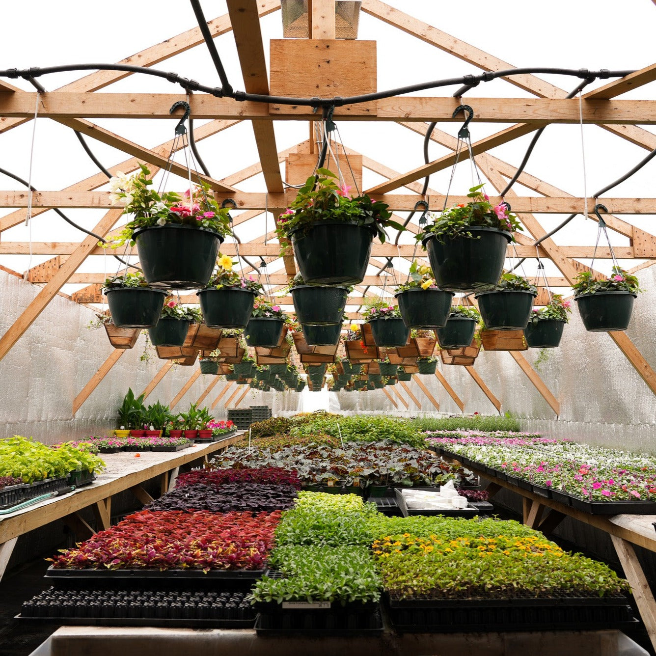 Plastic Baskets