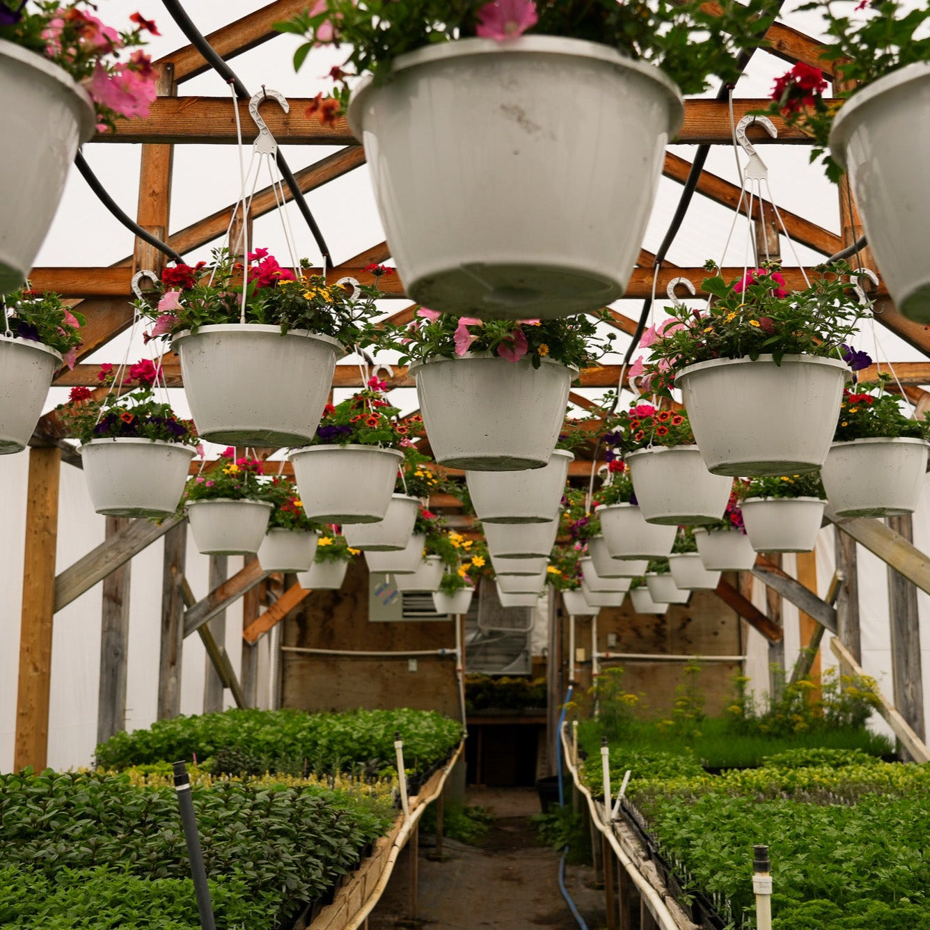 Plastic Baskets