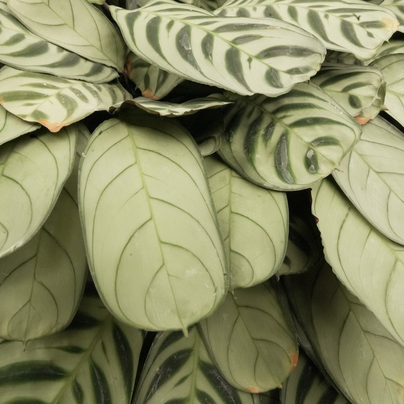 Calathea Zebrina Plants