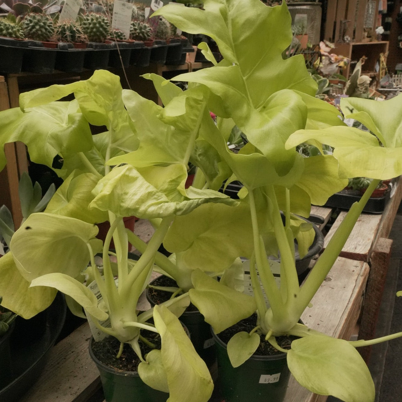 Lime Green Philodendron Plant