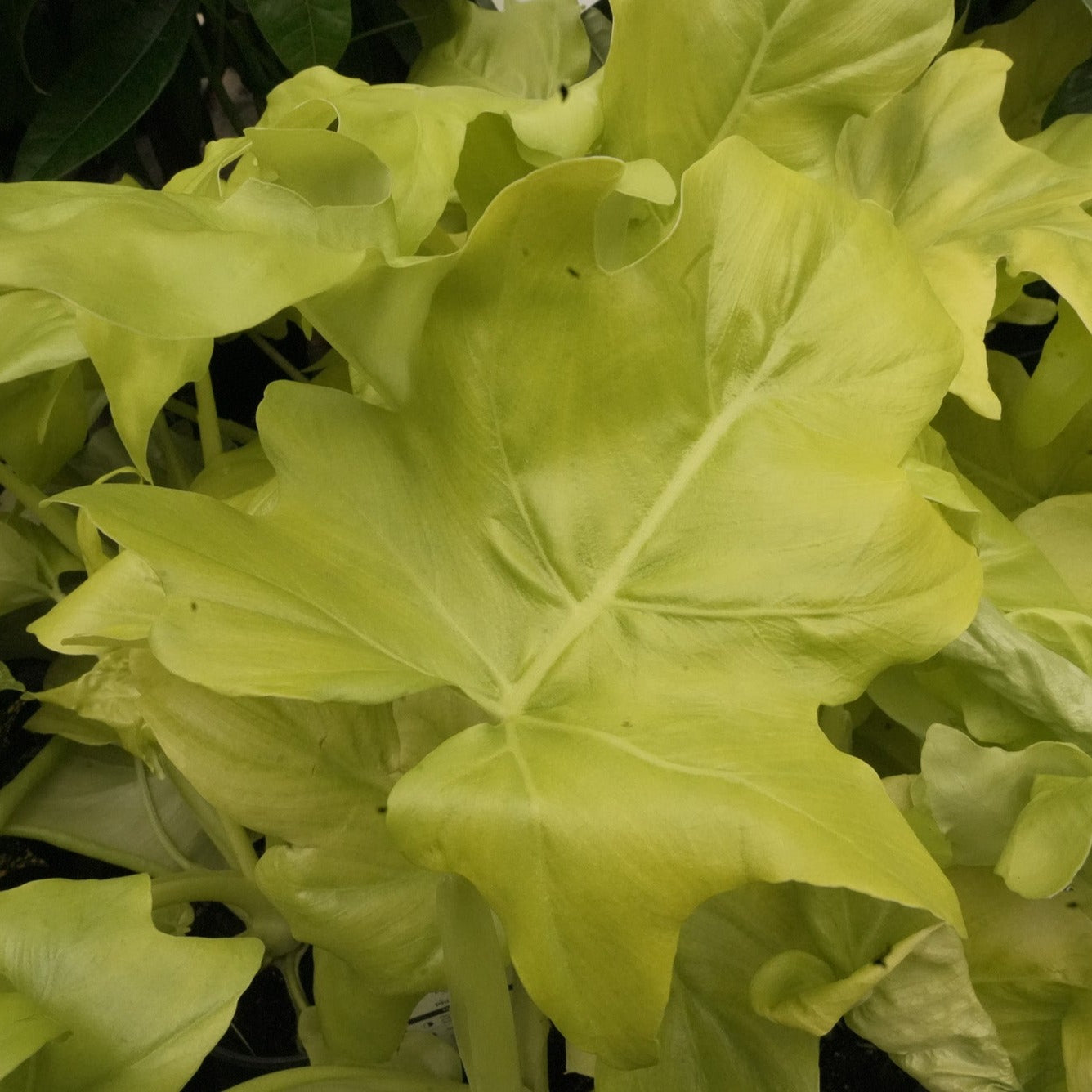 Lime Green Philodendron Plant