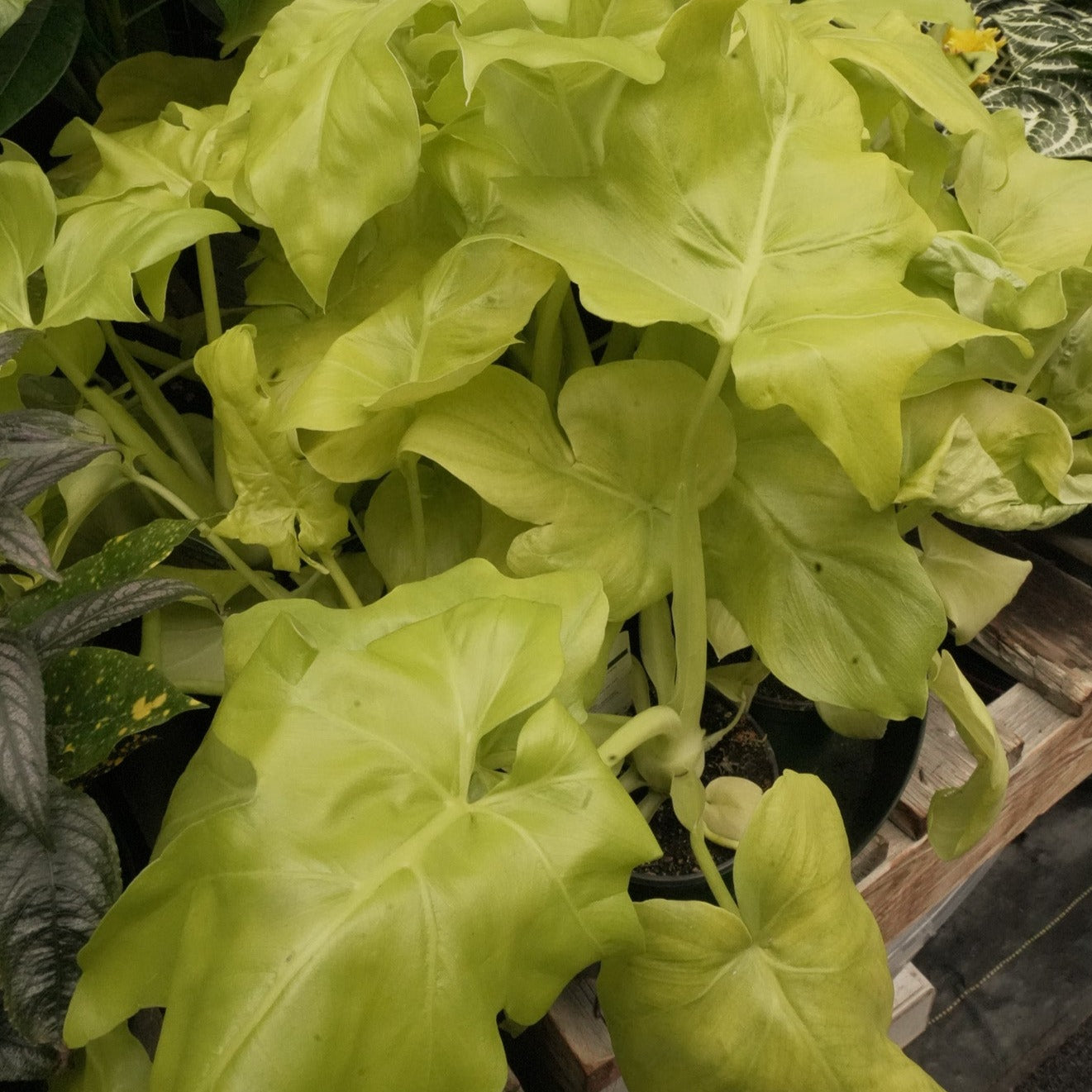 Lime Green Philodendron Plant