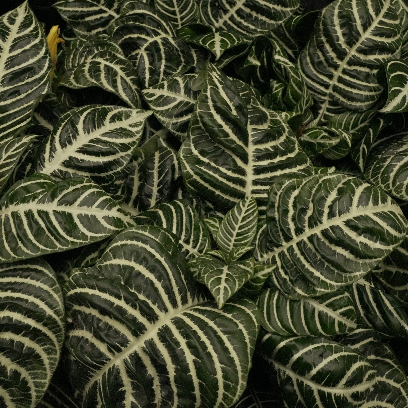 Aphelandra Squarrosa Zebra Plant