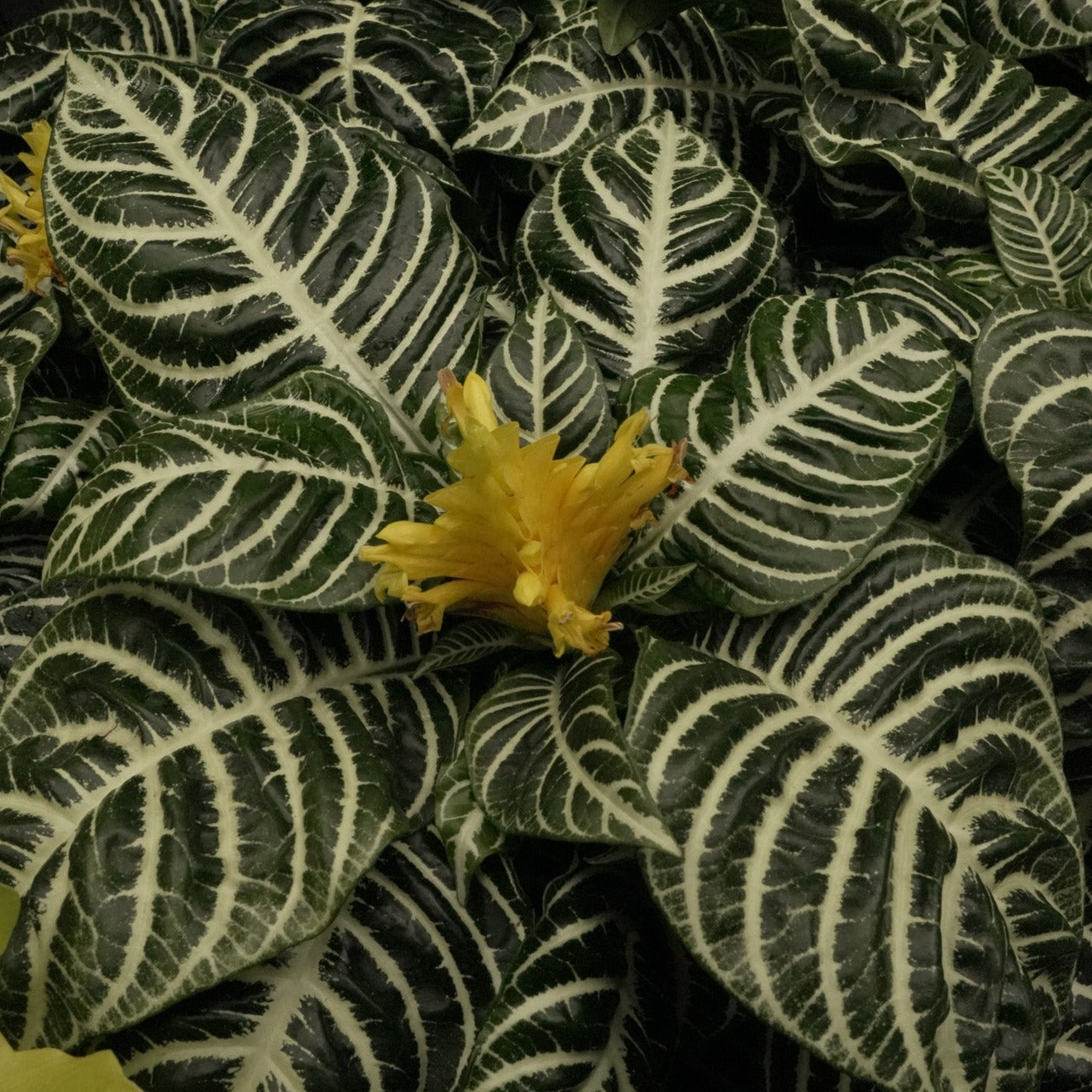 Aphelandra Squarrosa Zebra Plant