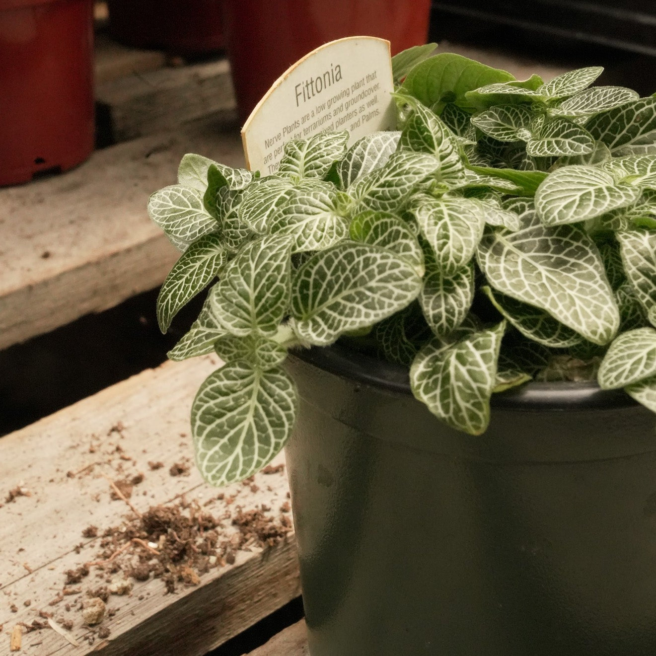 Fittonia Plants