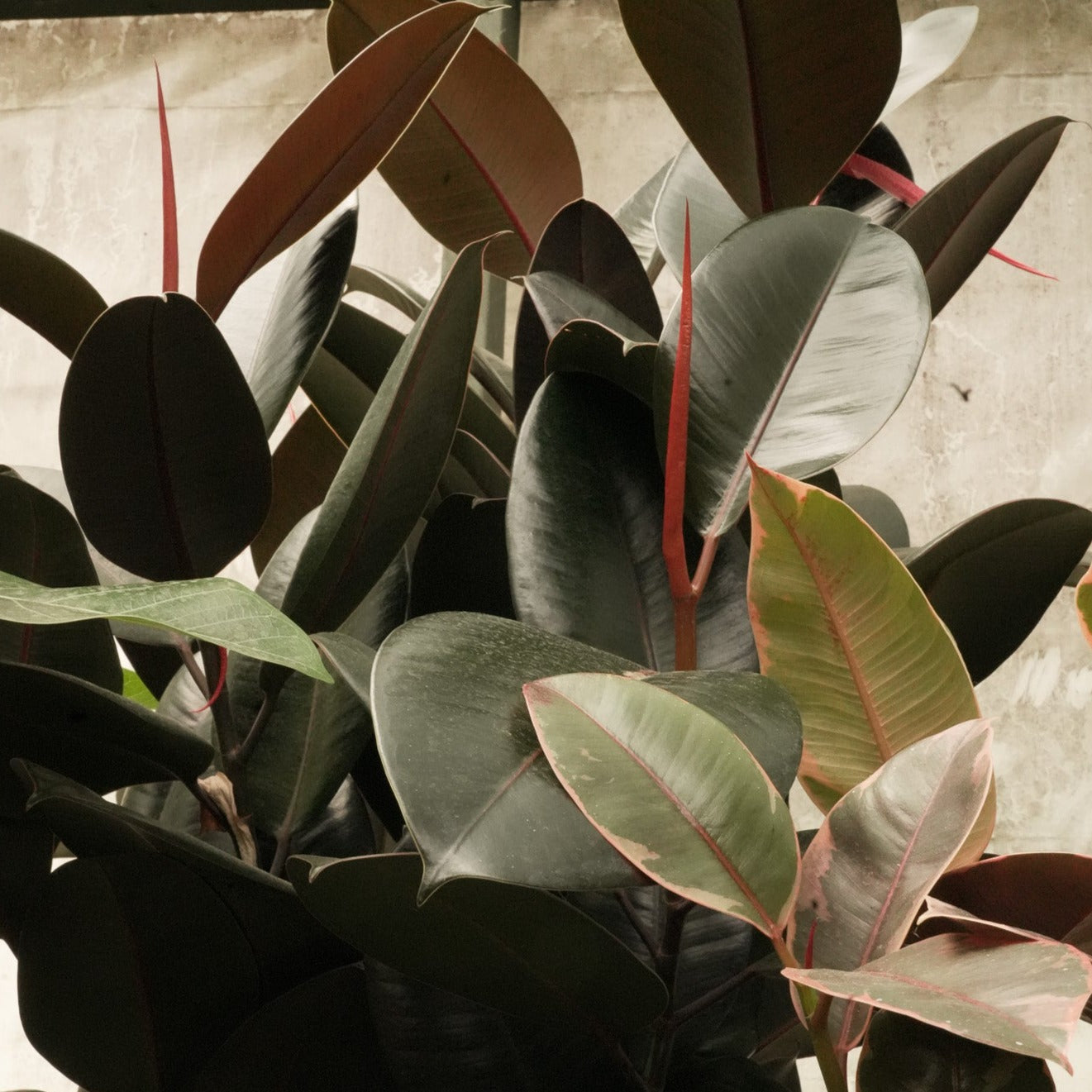 Ficus House Plant