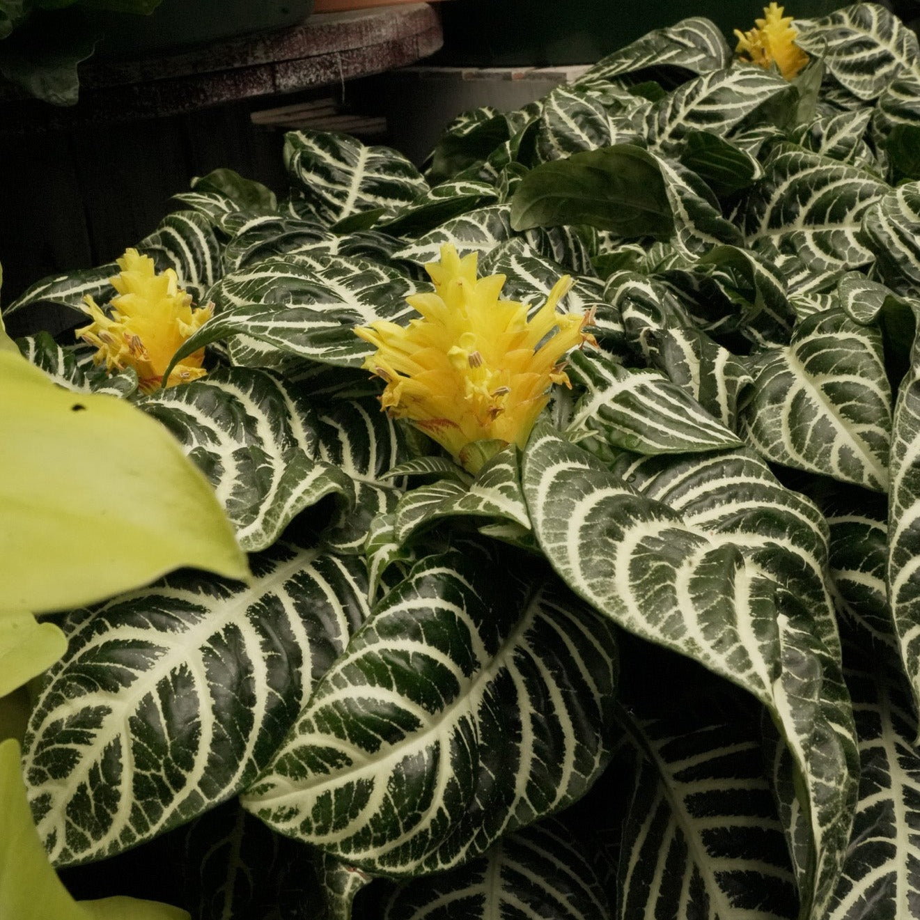 Aphelandra Squarrosa Zebra Plant