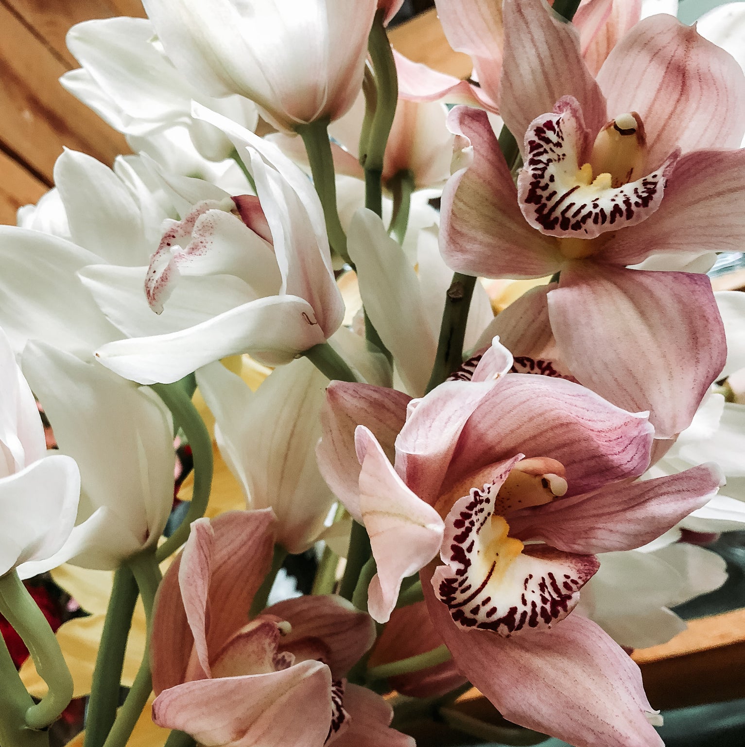 Cut Orchid Stems Pemberton Valley Nurseries