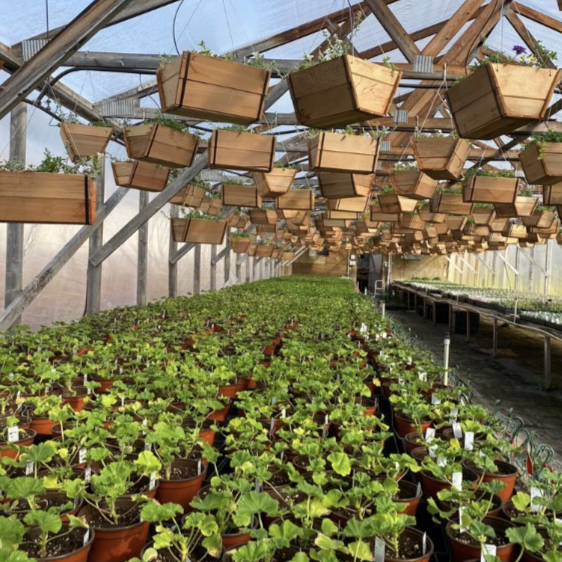 We grow our own annuals locally in Pemberton Meadows, pemberton valley nurseries, pemberton flowers, pemberton plants, pemberton trees, Pemberton Greenhouse, Pemberton Farm