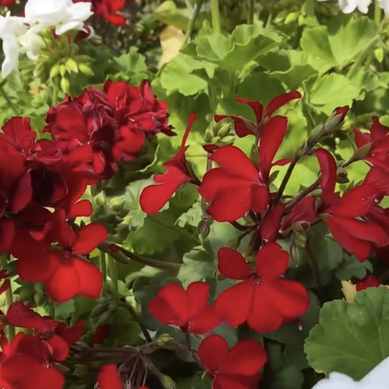 We grow our own annuals locally in Pemberton Meadows, Pemberton Flowers, Pemberton Valley Nurseries