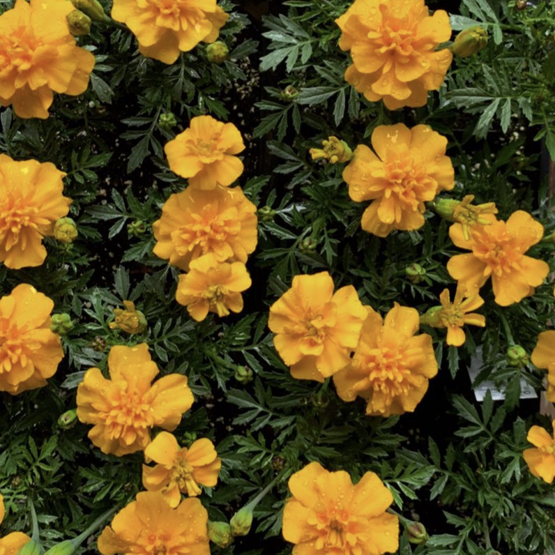 We grow our annuals locally in Pemberton Meadows, pemberton valley nurseries, pemberton flowers, pemberton plants, pemberton trees