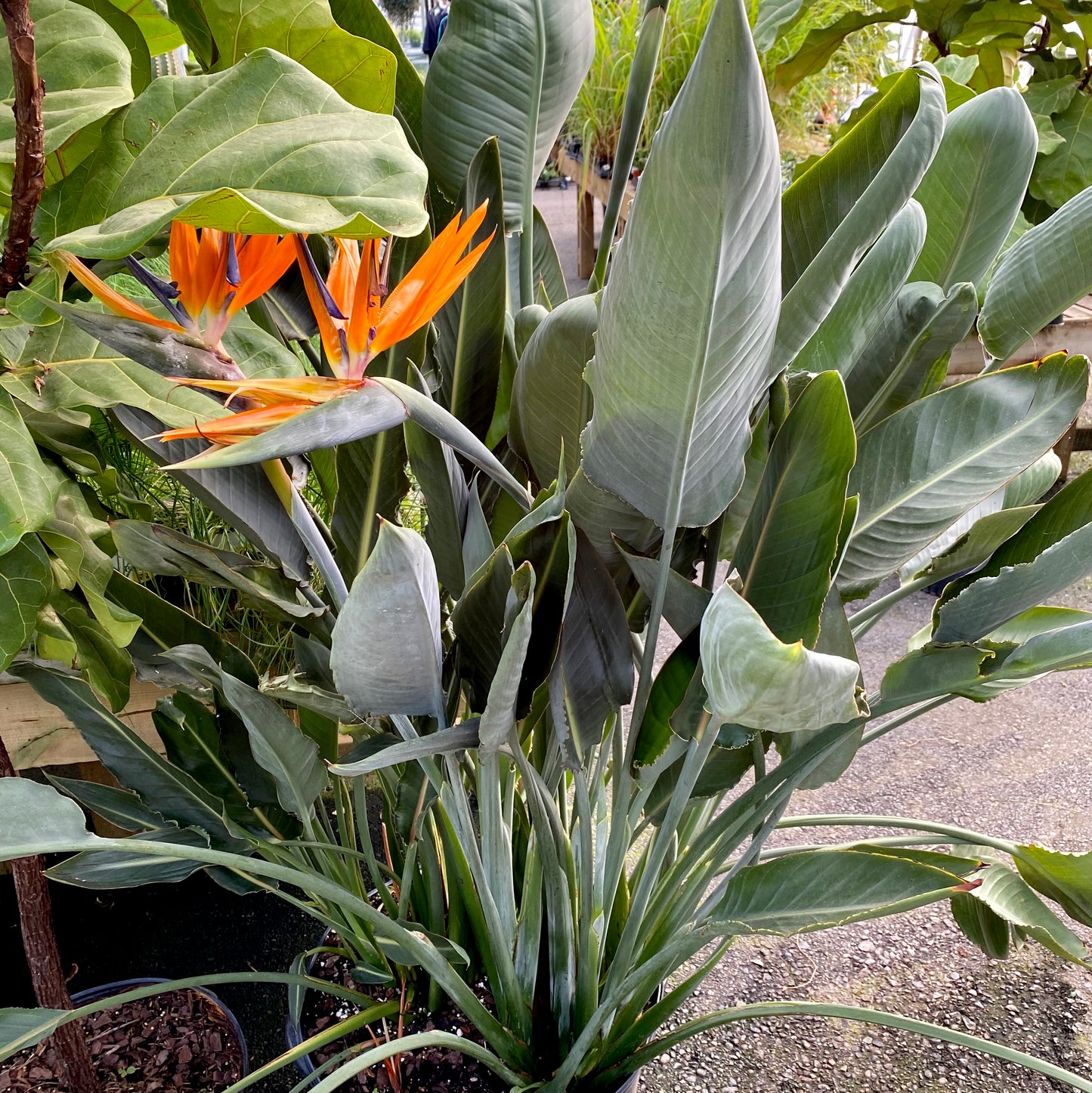 Pemberton Flowers, Pemberton Valley Nurseries, tropical plants, birds of paradise