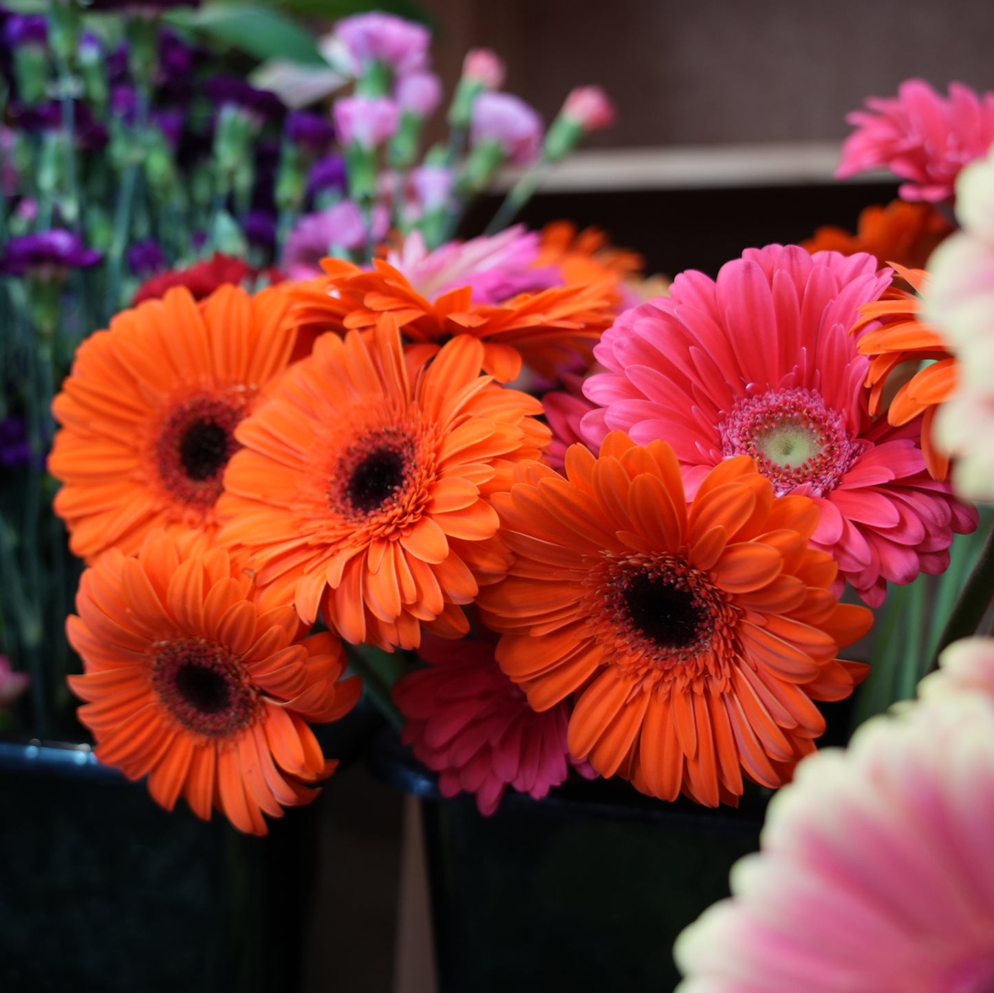 Cut Gerberas found in storepemberton valley nurseries, pemberton flowers, pemberton plants, pemberton trees