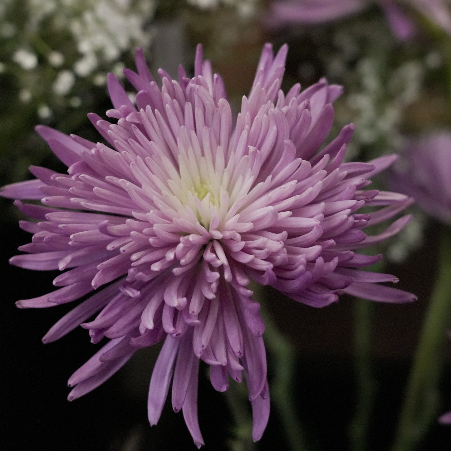 Cut Disbud Chrysanthemums