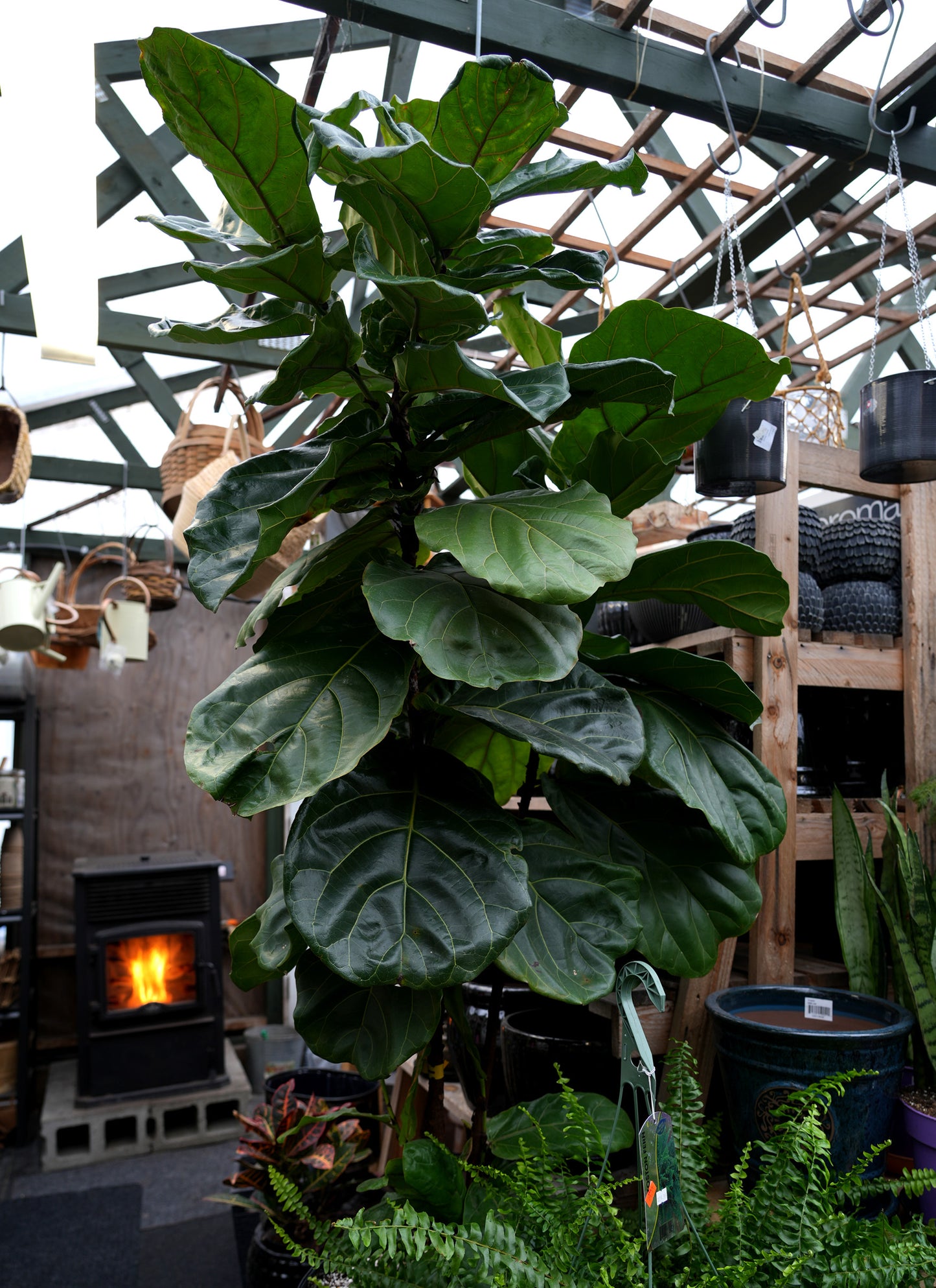 Fiddle Leaf Fig