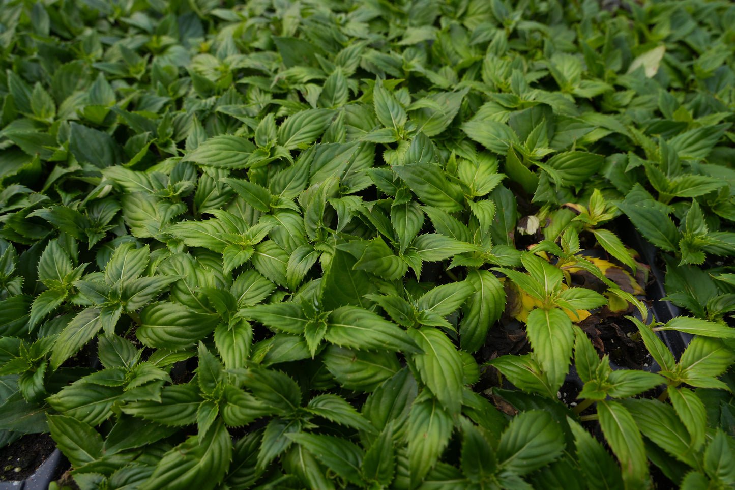 pemberton valley nurseries, pemberton flowers, pemberton plants, pemberton trees, Pemberton Greenhouse, Pemberton Farm