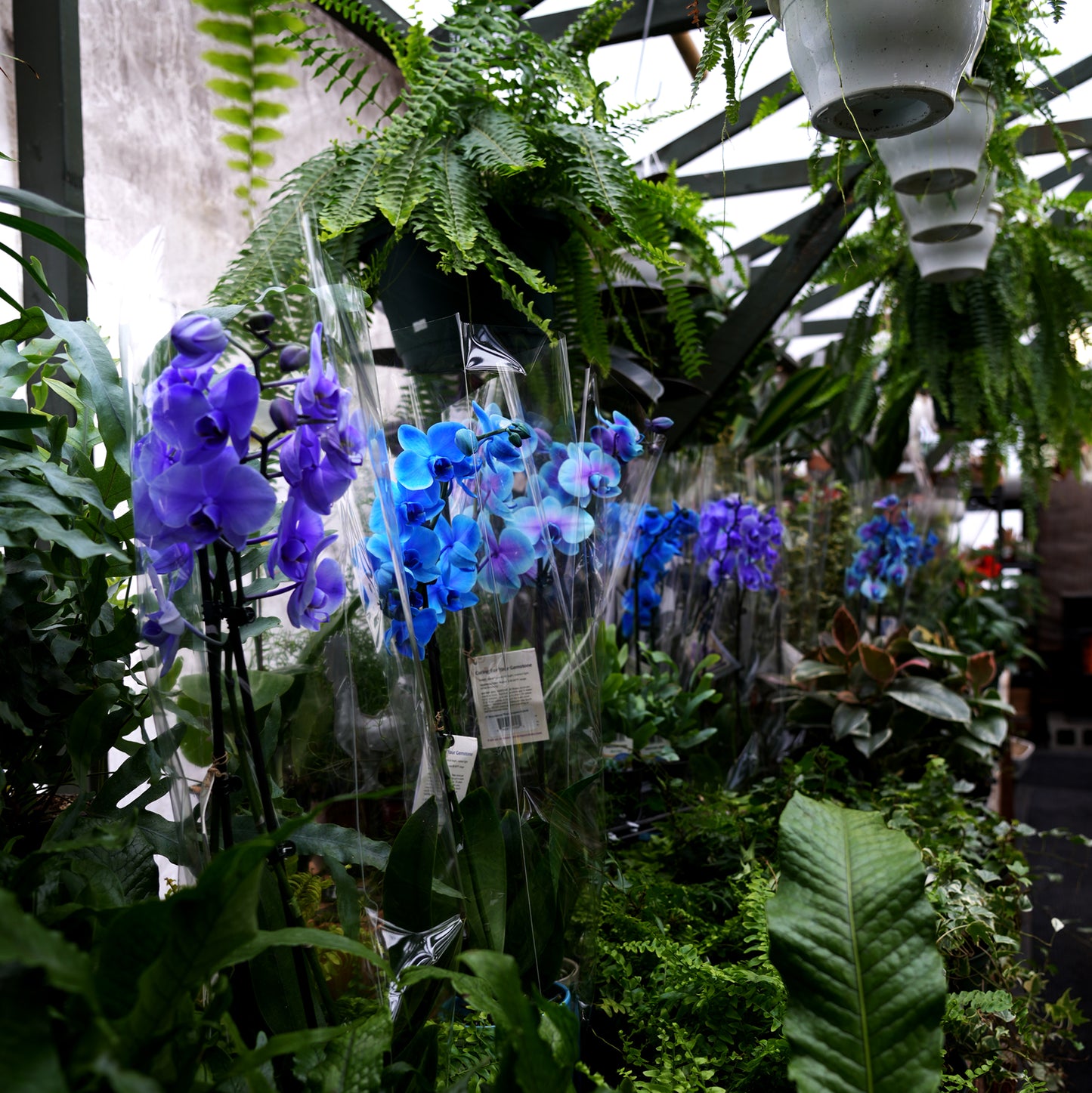 pemberton valley nurseries, pemberton flowers, pemberton plants, pemberton trees