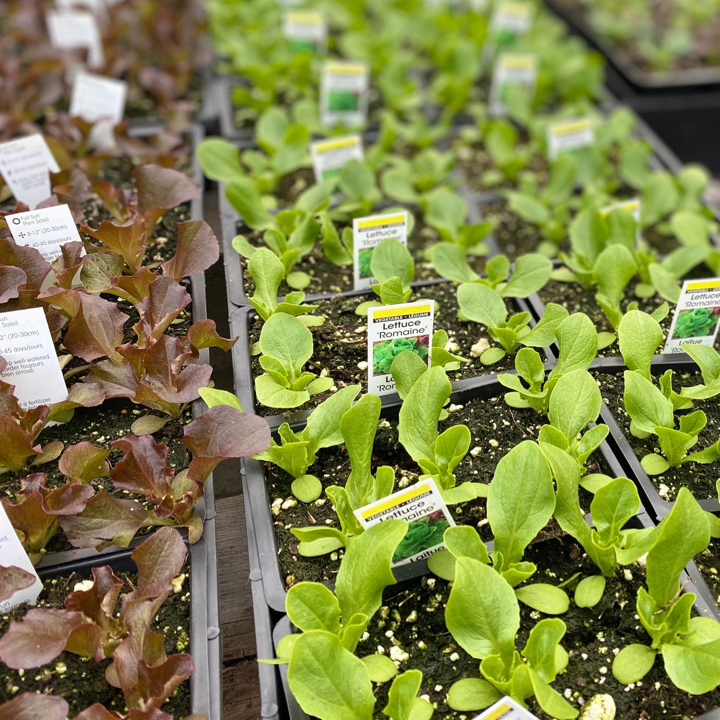 Locally grown lettuce, veggies and herb in Pemberton BC, pemberton valley nurseries, pemberton flowers, pemberton plants, pemberton trees