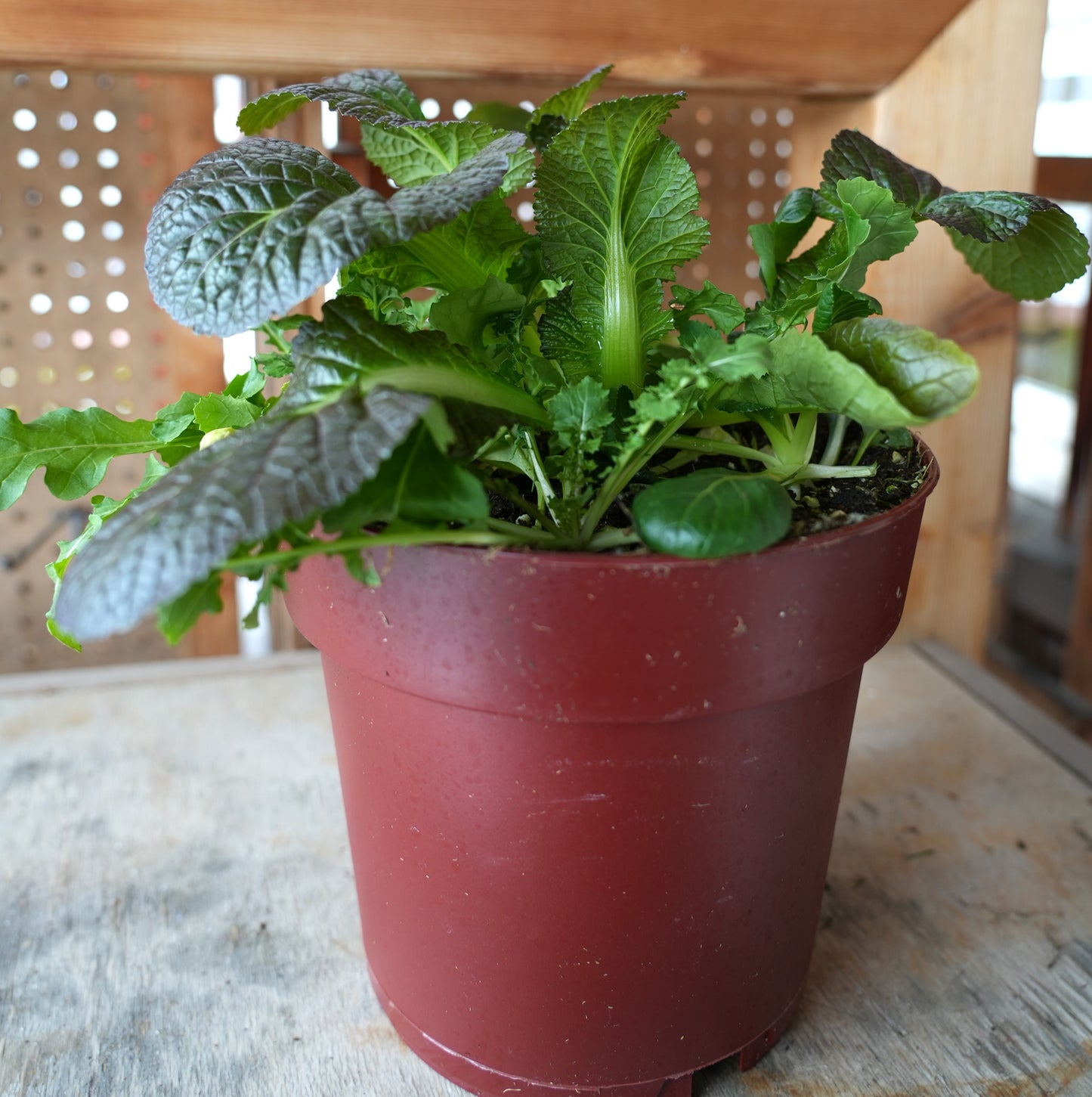 Locally grown lettuce, veggies and herb in Pemberton BC, pemberton valley nurseries, pemberton flowers, pemberton plants, pemberton trees