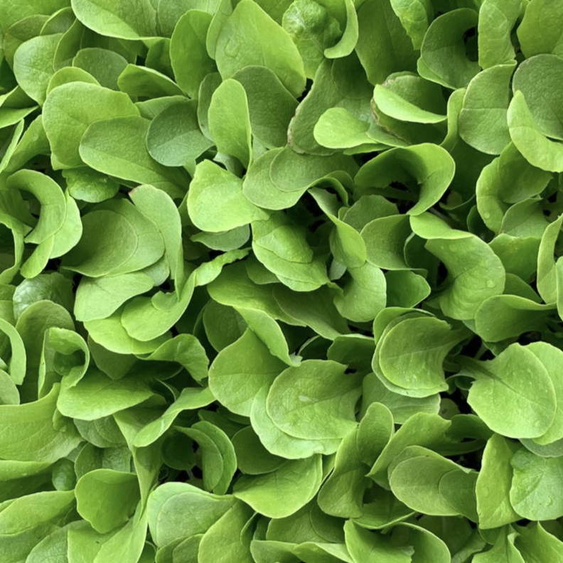 Locally grown lettuce, veggies and herb in Pemberton BC,pemberton valley nurseries, pemberton flowers, pemberton plants, pemberton trees