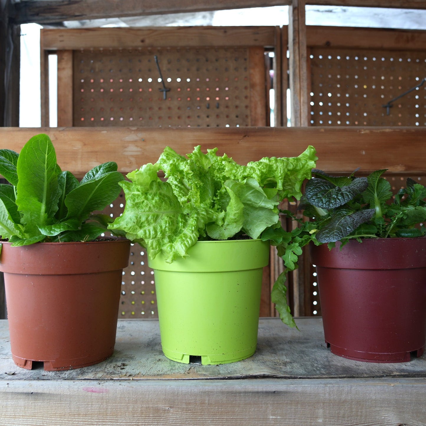 Locally grown lettuce, veggies and herb in Pemberton BC, pemberton valley nurseries, pemberton flowers, pemberton plants, pemberton trees