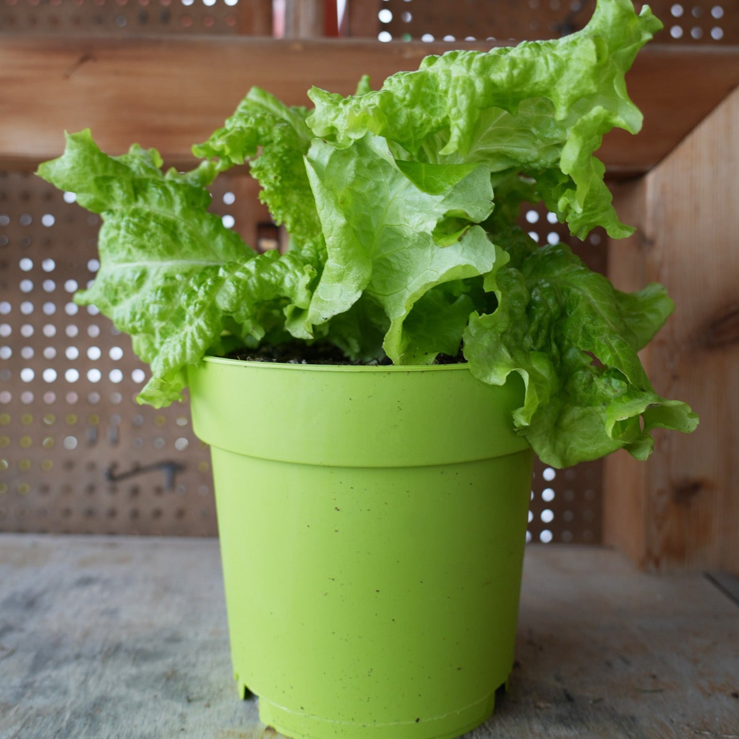 Locally grown lettuce, veggies and herb in Pemberton BC, pemberton valley nurseries, pemberton flowers, pemberton plants, pemberton trees
