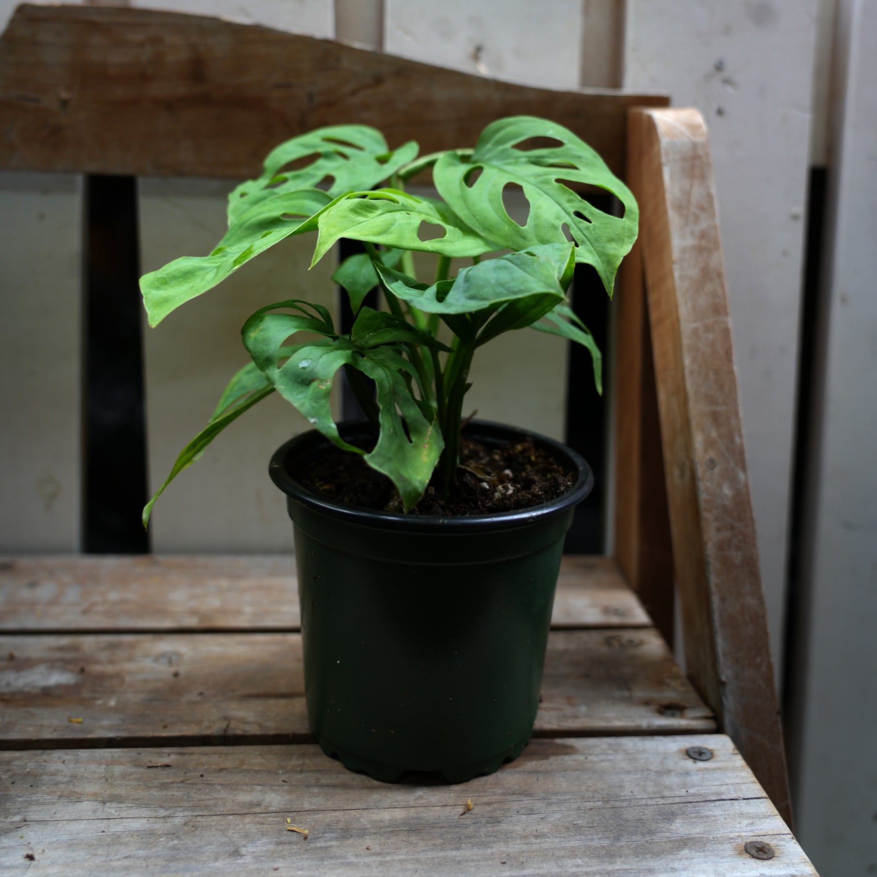 monstera deliciosa adansonii tree Monstera Adansonii House Plant – Pemberton Valley Nurseries
