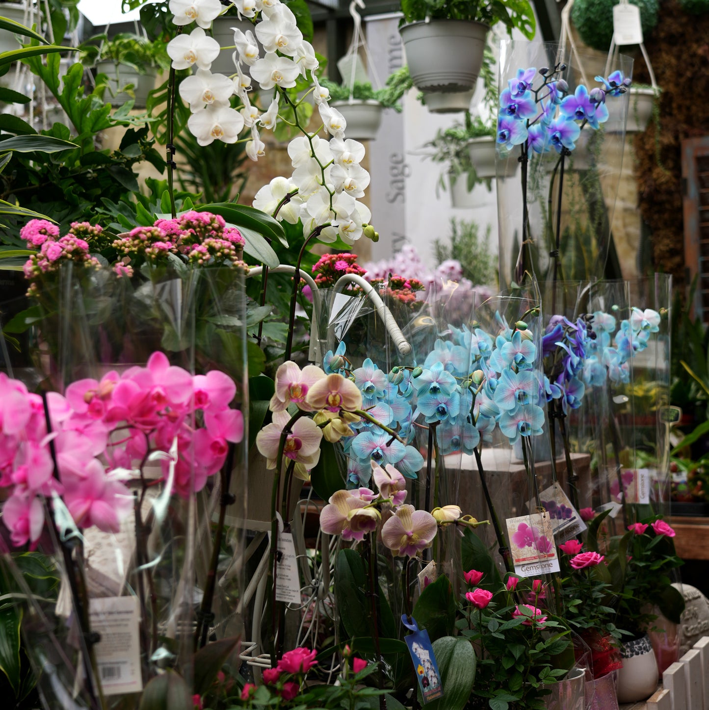 These Orchids are extremely long lasting! Visit us in store for our variety of colours and sizes. pemberton valley nurseries, pemberton flowers, pemberton plants, pemberton trees