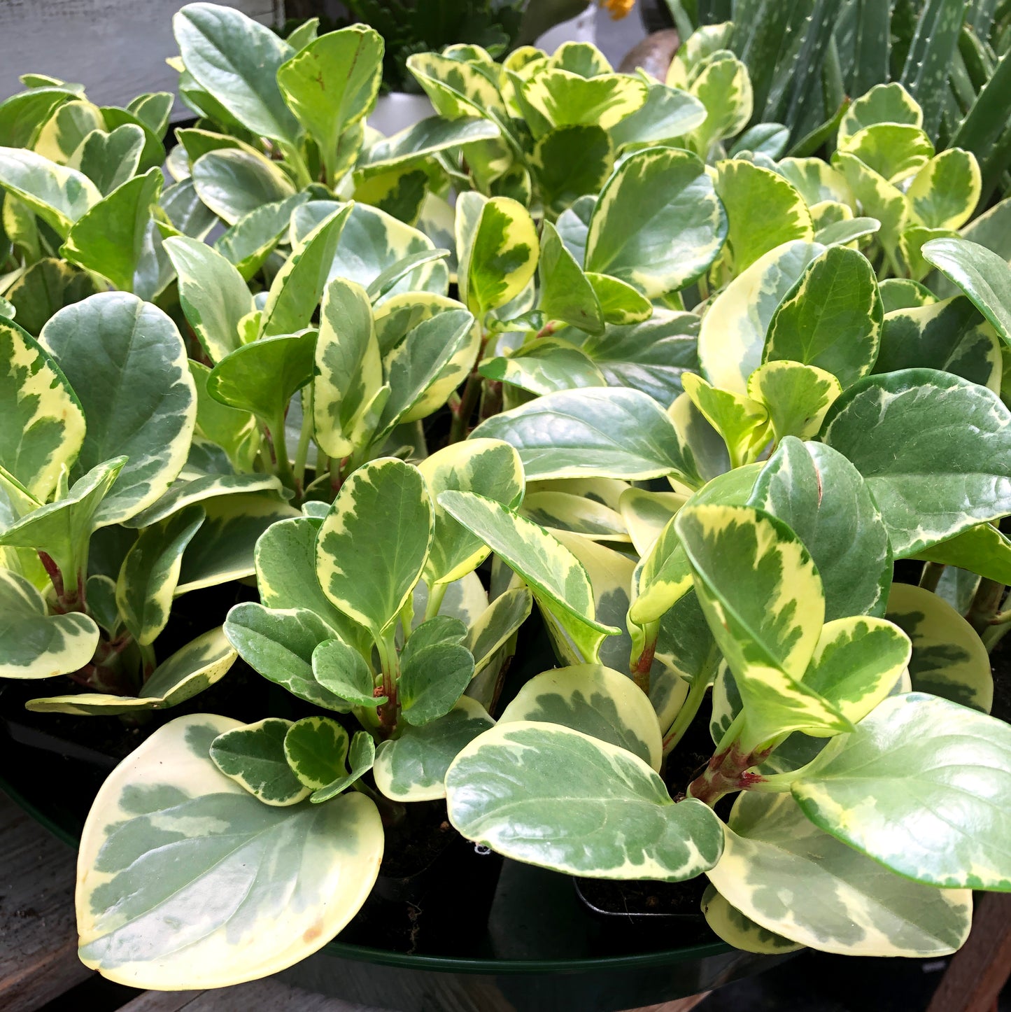 Peperomia house plant, pemberton valley nurseries, pemberton flowers, pemberton plants, pemberton trees, Pemberton Greenhouse, Pemberton Farm