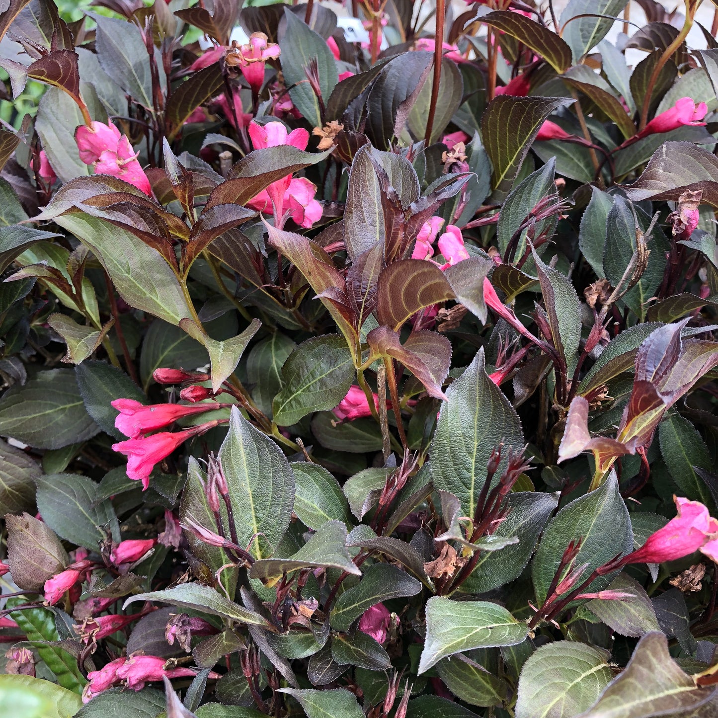 Wegilia Shrub
