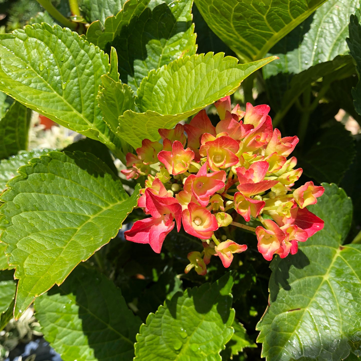 Hydrangeas Shrubs