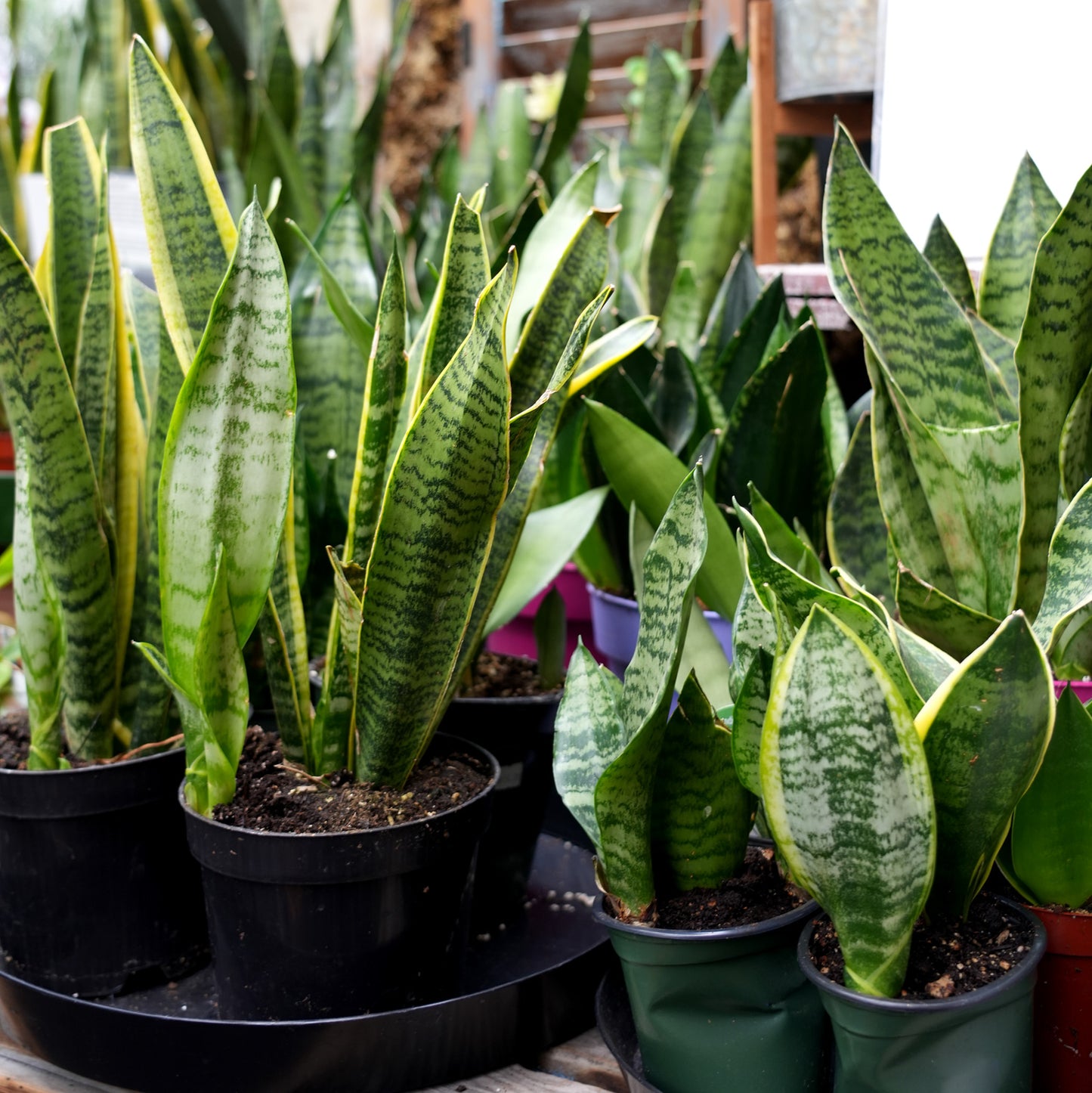 Snake Plants