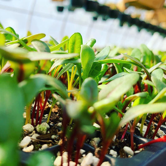Locally grown swiss chard