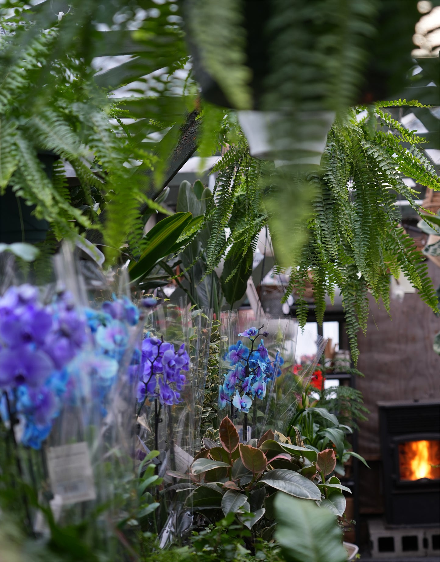 These Orchids are extremely long lasting! Visit us in store for our variety of colours and sizes. pemberton valley nurseries, pemberton flowers, pemberton plants, pemberton trees