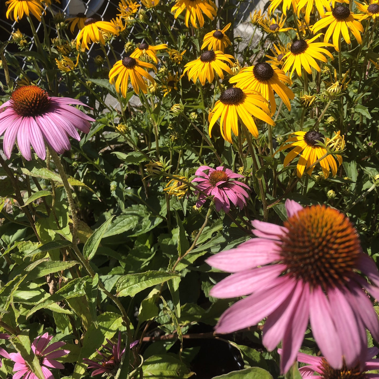 pemberton valley nurseries, pemberton flowers, pemberton plants, pemberton trees, Pemberton Greenhouse, Pemberton Farm