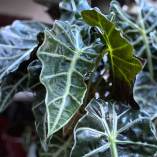 Alocasia Plant