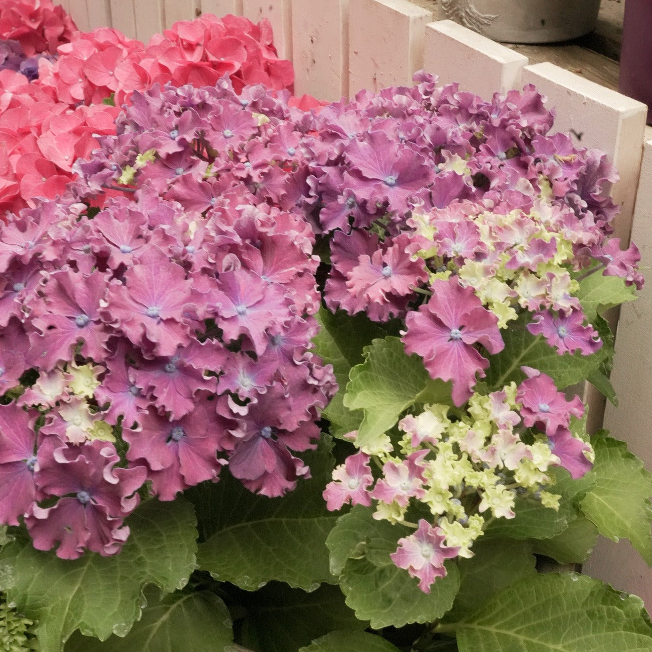 Indoor Hydrangea