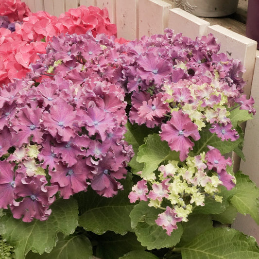 Indoor Hydrangea