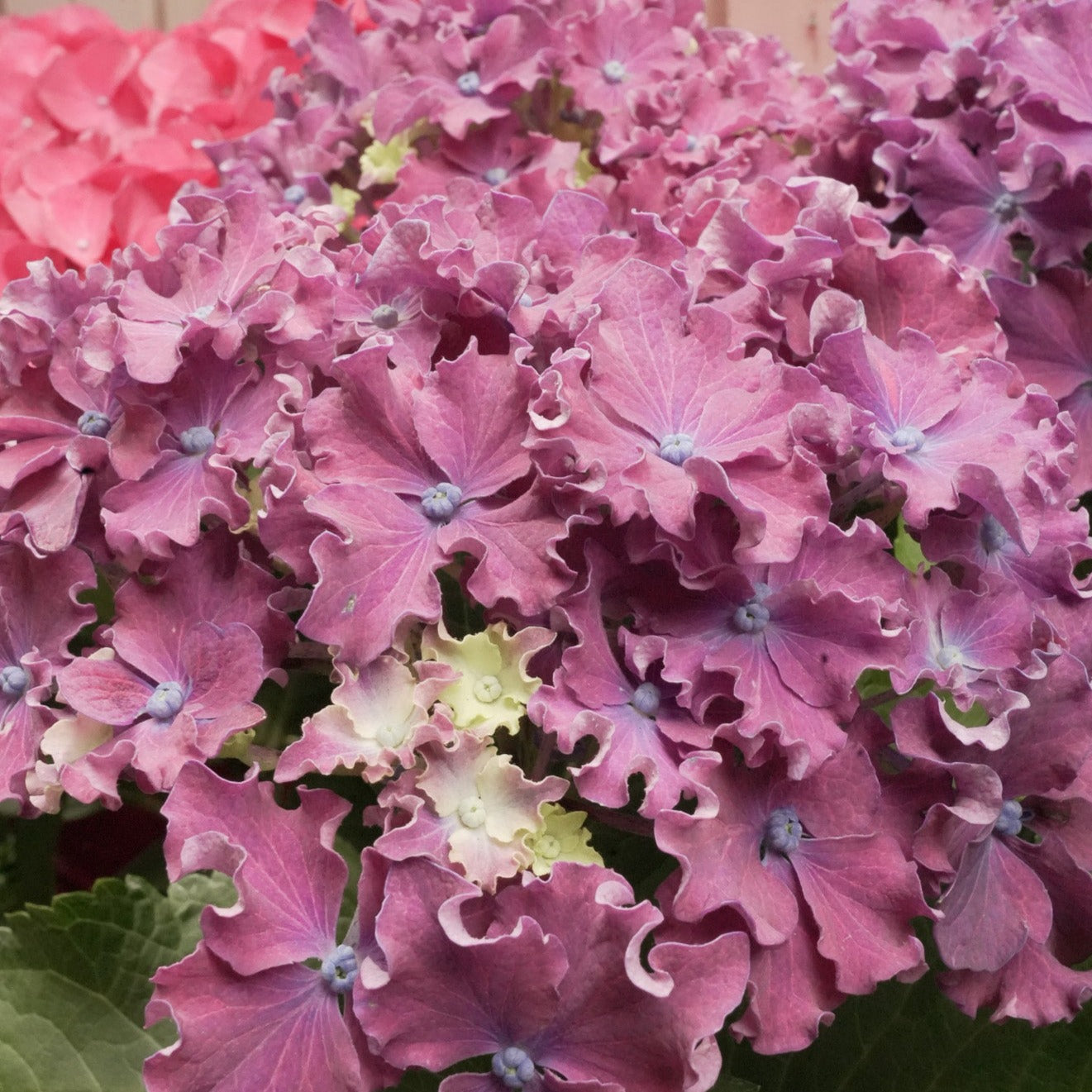 Indoor Hydrangea