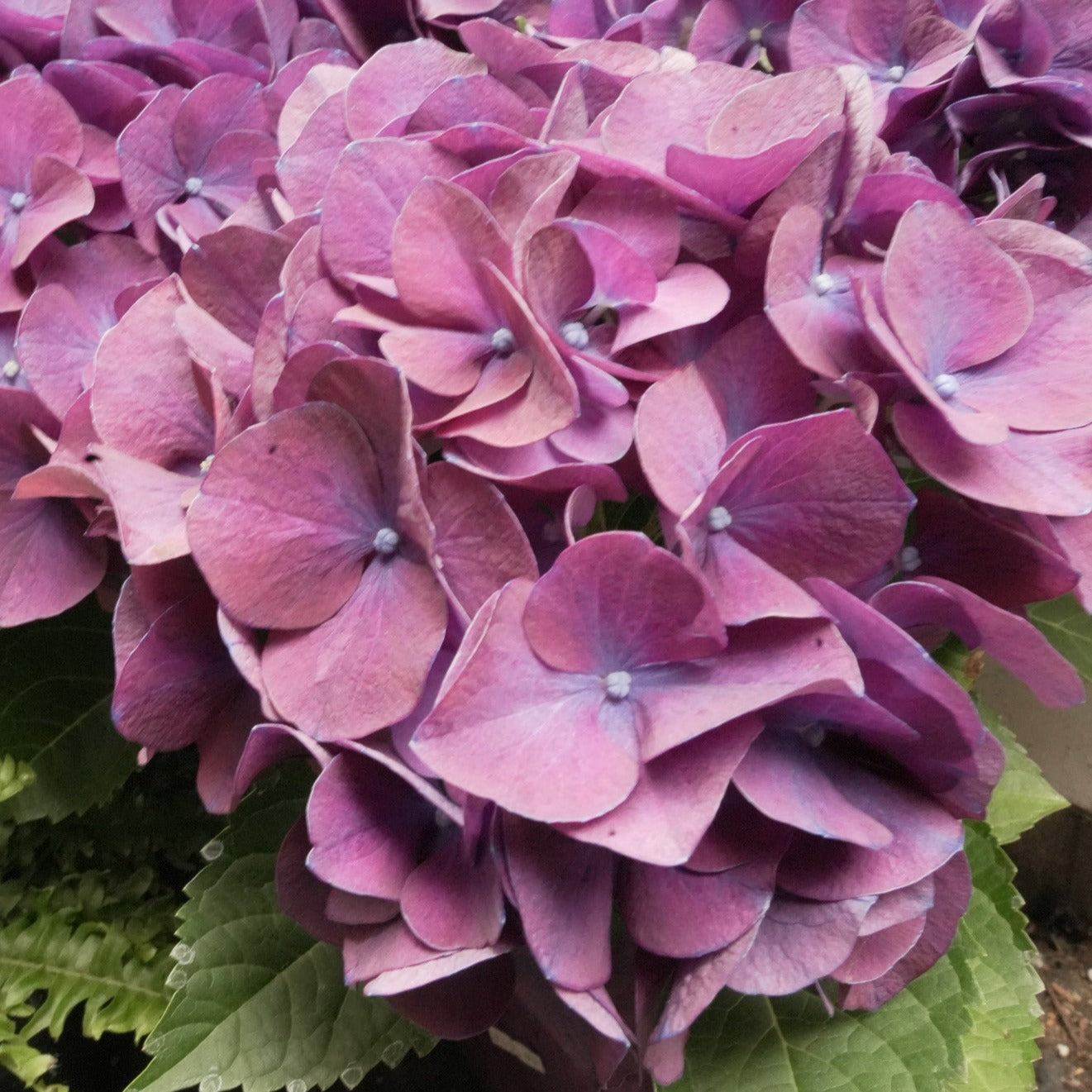 Indoor Hydrangea