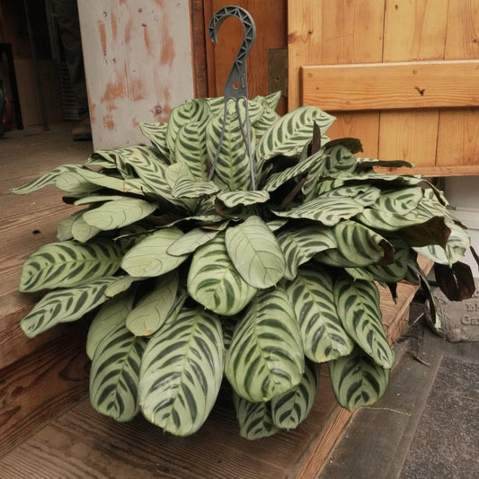 Calathea Zebrina Plants