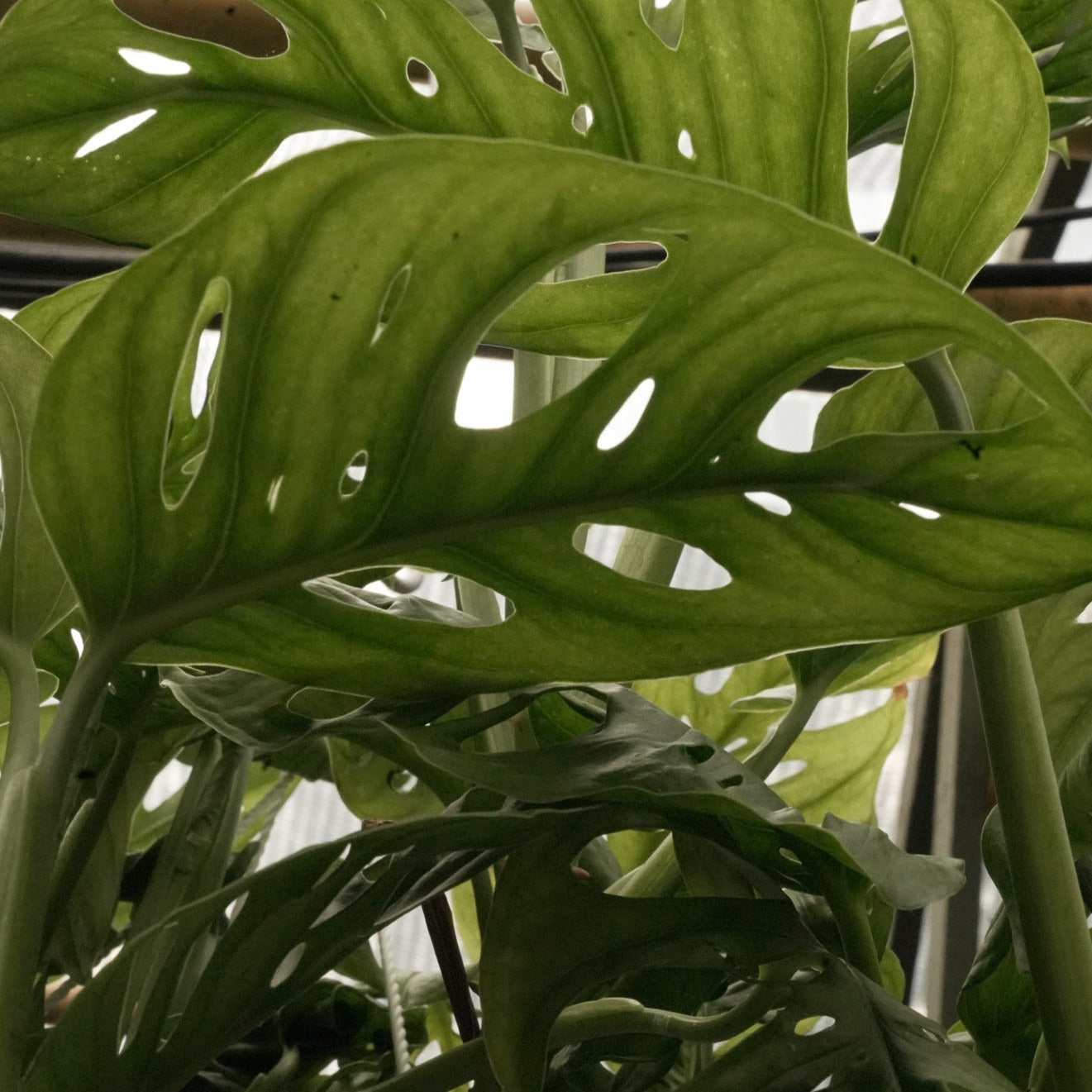 Monstera adansonii House Plant