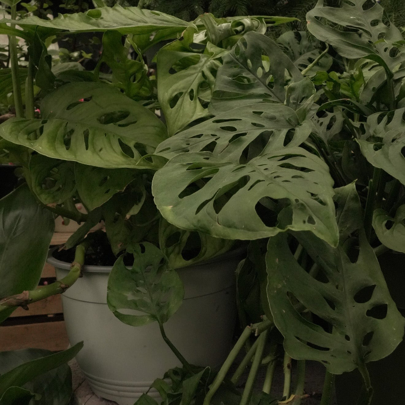Monstera adansonii House Plant