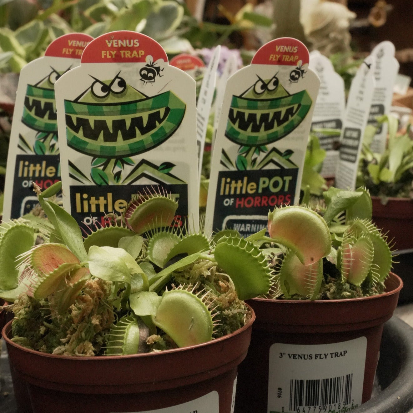 Venus Fly Traps