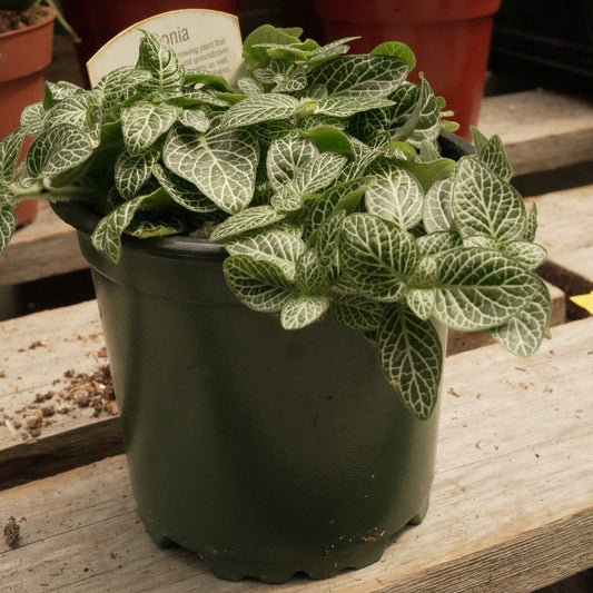 Fittonia Plants