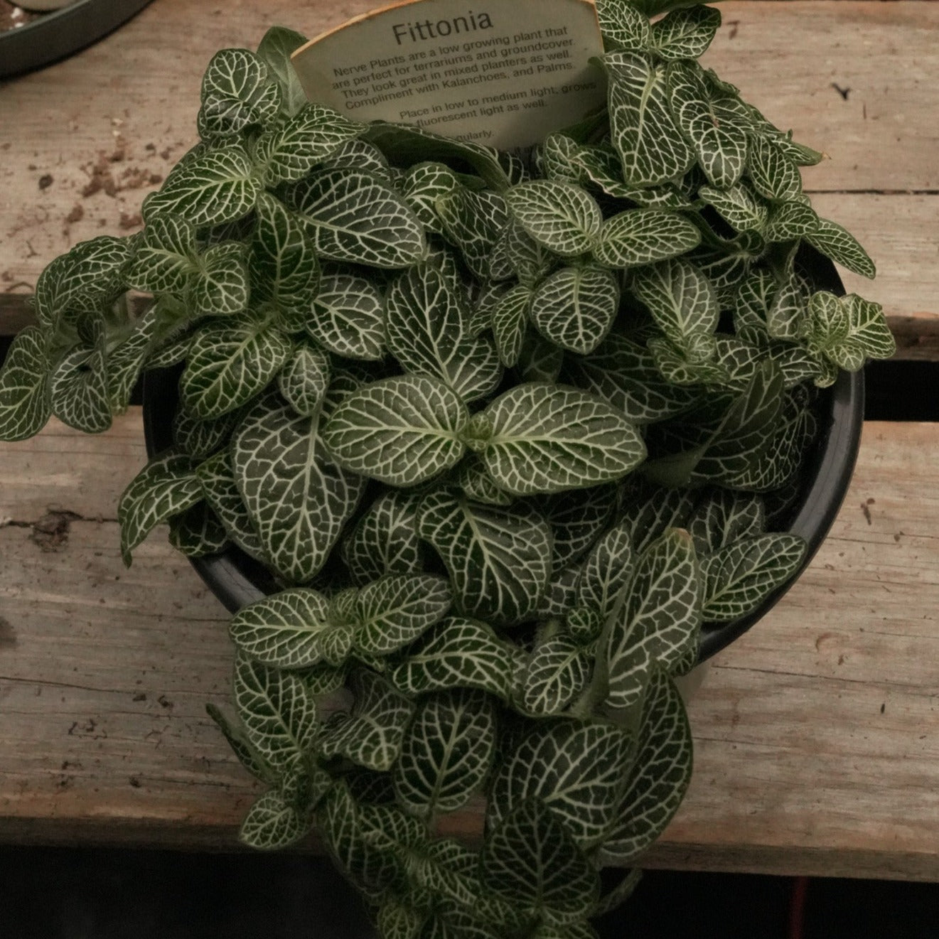 Fittonia Plants
