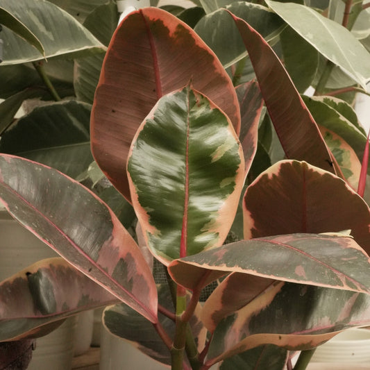 Ficus House Plant